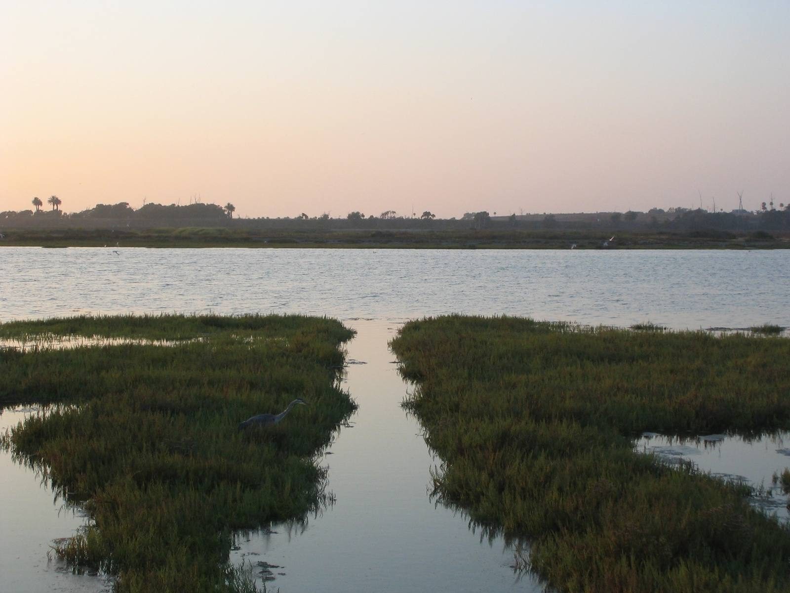 A tidal channel through a coastal wetland estuary in Orange County.