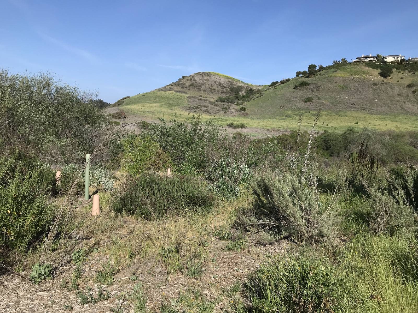 Homes perch on the ridge above the coastal scrub hillsides of Aliso and Wood Canyons Wilderness Park.