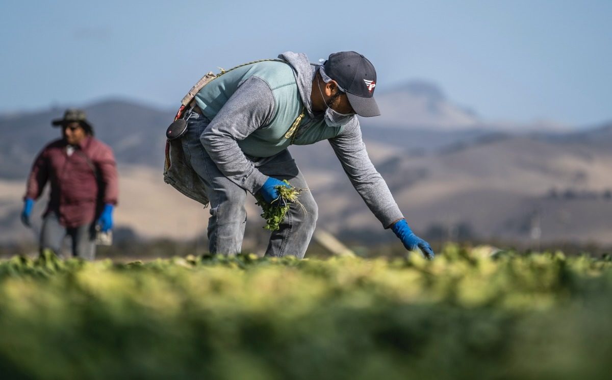 Farmworkers harvest vegetables in a California field. Conscious Kitchen's new co-op aims to turn school purchasing power into a dependable market for the state's organic farmers.