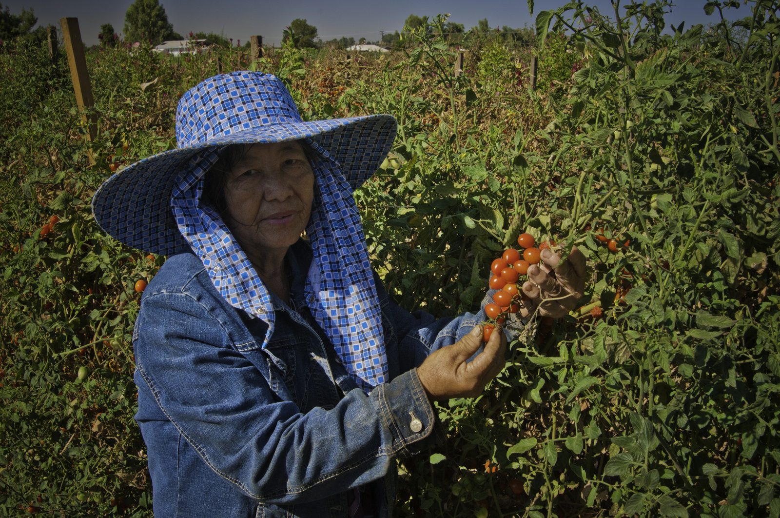 A farmer harvests cherry tomatoes on a farm in Sanger, California. The Conscious Co-op has partnered with distributors UNFI and Sysco to connect schools with growers.