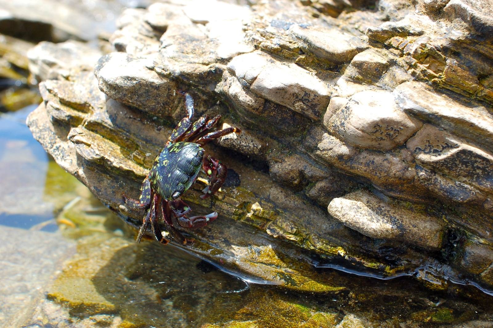 A striped shore crab on the rocks at Crystal Cove State Park.
