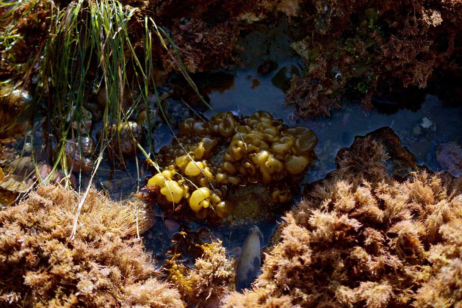 Anemones and seaweed in a tide pool at low tide.