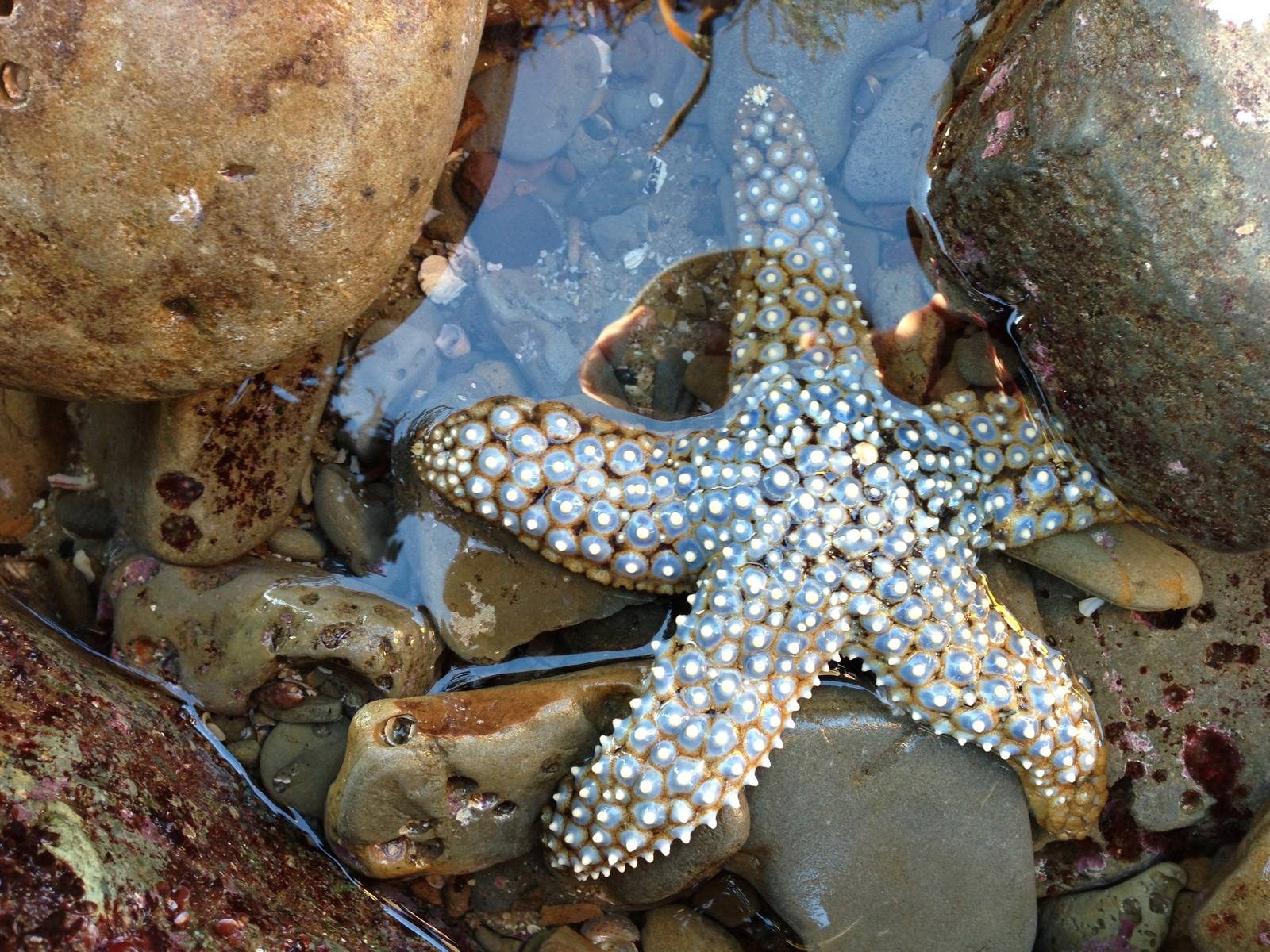 A knobby sea star in a tide pool.